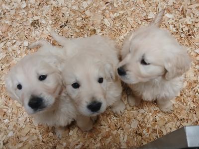 IKC Registered Golden Retriever puppies in Wexford