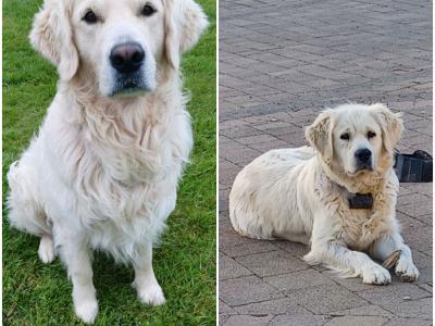 IKC Registered Golden Retriever puppies in Wexford