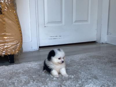 Tea Cup female Pomeranian puppy in Galway