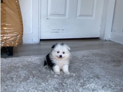 Tea Cup female Pomeranian puppy in Galway