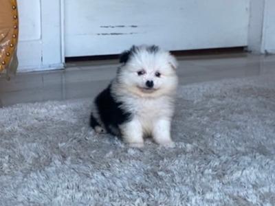 Tea Cup female Pomeranian puppy in Galway