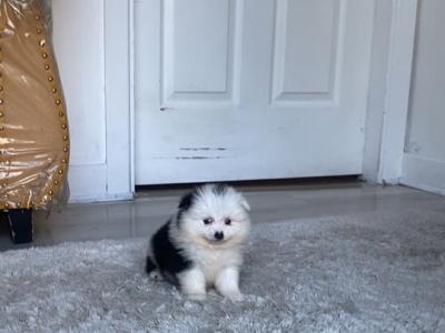 Tea Cup female Pomeranian puppy in Galway