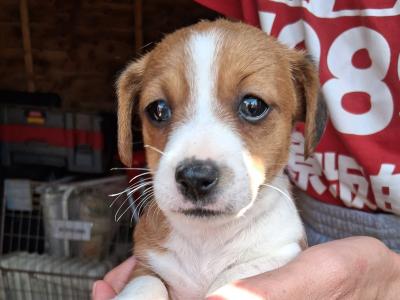 Miniature Jack Russell puppies in Laois