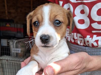 Miniature Jack Russell puppies in Laois