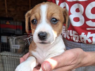 Miniature Jack Russell puppies in Laois