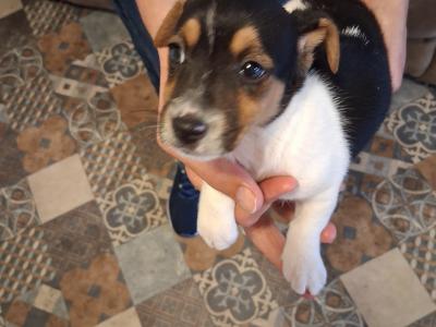 Miniature Jack Russell puppies in Laois