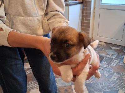 Miniature Jack Russell puppies in Laois