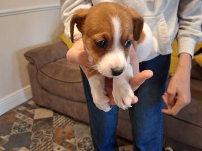 Miniature Jack Russell puppies in Laois