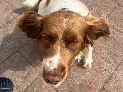 Male Springer Spaniel 5 years 5 months old for sale in Dublin