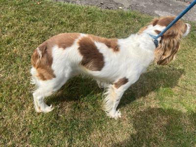 Male Springer Spaniel 5 years 5 months old for sale in Dublin