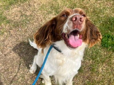 Male Springer Spaniel 5 years 5 months old for sale in Dublin