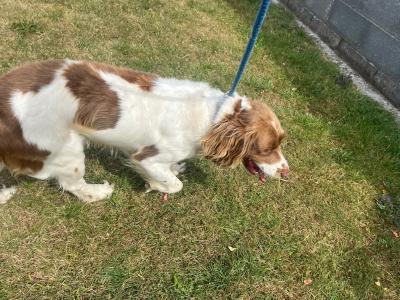 Male Springer Spaniel 5 years 5 months old for sale in Dublin