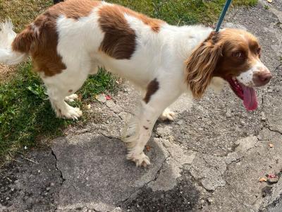 Male Springer Spaniel 5 years 5 months old for sale in Dublin