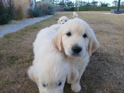 IKC Registered Golden Retriever puppies in Wexford