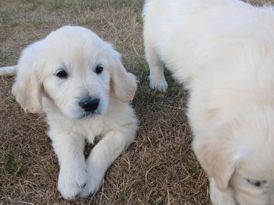 IKC Registered Golden Retriever puppies in Wexford