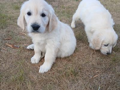 IKC Registered Golden Retriever puppies in Wexford