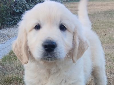 IKC Registered Golden Retriever puppies in Wexford