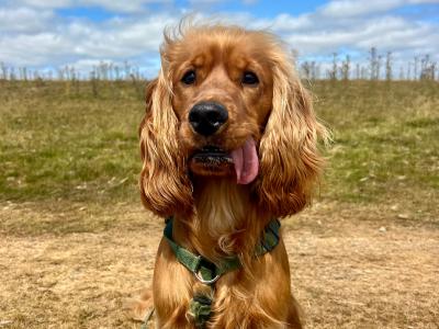 Toby is a male Cocker Spaniel 13 months old in Kildare - loving & energetic
