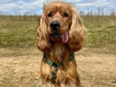 Cocker Spaniel - loving & energetic