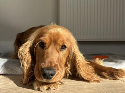 Cocker Spaniel - loving & energetic