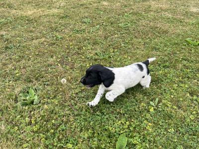 IKC Registered (Pending) English Springer Spaniel pups in Limerick