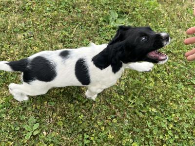 IKC Registered (Pending) English Springer Spaniel pups in Limerick