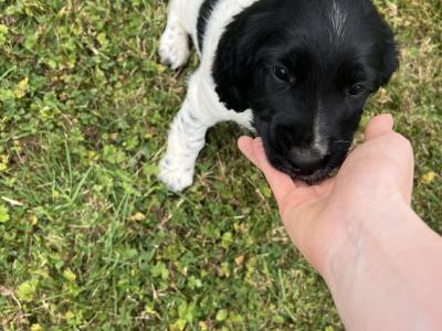 IKC Registered (Pending) English Springer Spaniel pups in Limerick