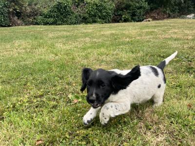 IKC Registered (Pending) English Springer Spaniel pups in Limerick