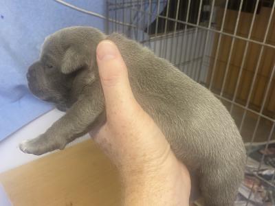 Staffordshire Bull Terrier male