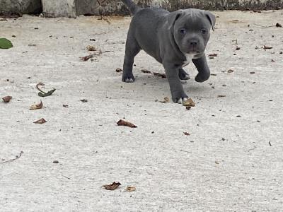 Staffordshire Bull Terrier male