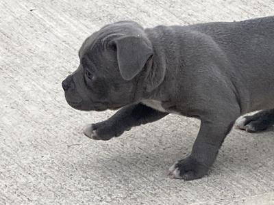 Staffordshire Bull Terrier male