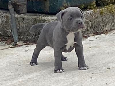 Staffordshire Bull Terrier male
