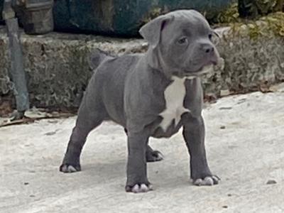 Staffordshire Bull Terrier male