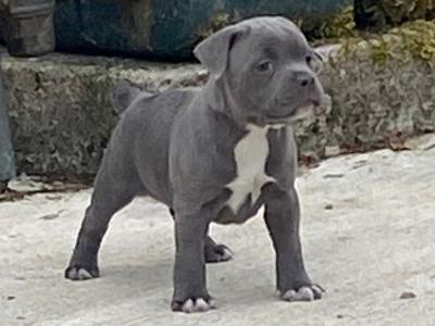 IKC Registered (pending) male Staffordshire Bull Terrier puppy in Cork