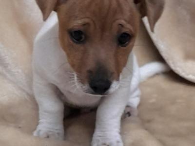 Jack Russell puppies, minature