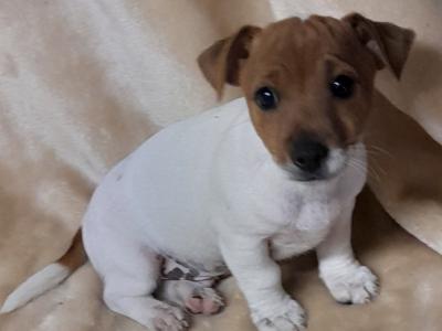 Jack Russell puppies, minature