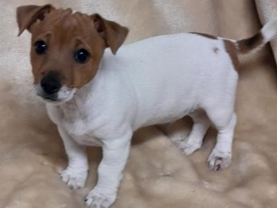 Miniature Jack Russell puppies in Limerick