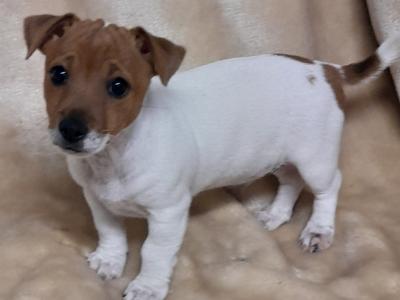 Jack Russell puppies, minature