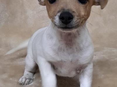 Jack Russell puppies, minature
