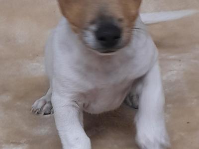 Jack Russell puppies, minature