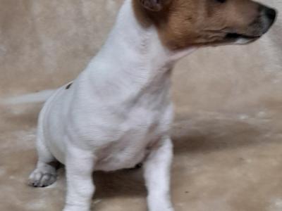 Jack Russell puppies, minature