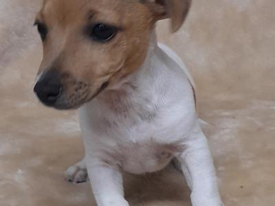 Jack Russell puppies, minature