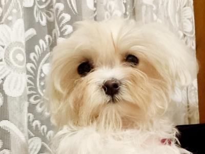 Female Maltese puppy 4 months old in Dublin