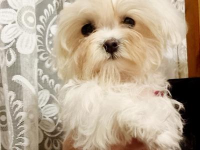 Female Maltese puppy