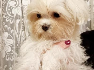 Female Maltese puppy