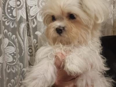 Female Maltese puppy