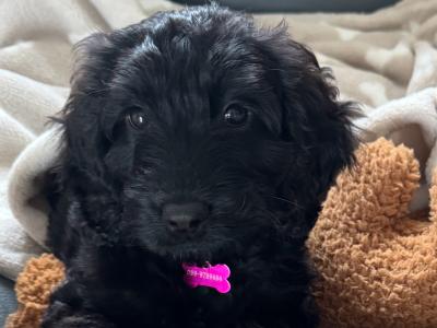 F1B female Cockapoo puppy in Limerick