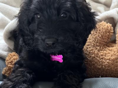 F1B cockapoo