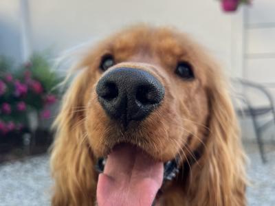 Cocker Spaniel - loving & energetic