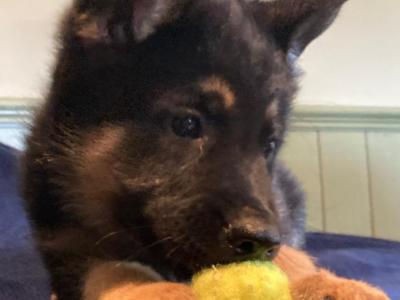 Exceptional,  traditional pure breed German shepherd  puppies